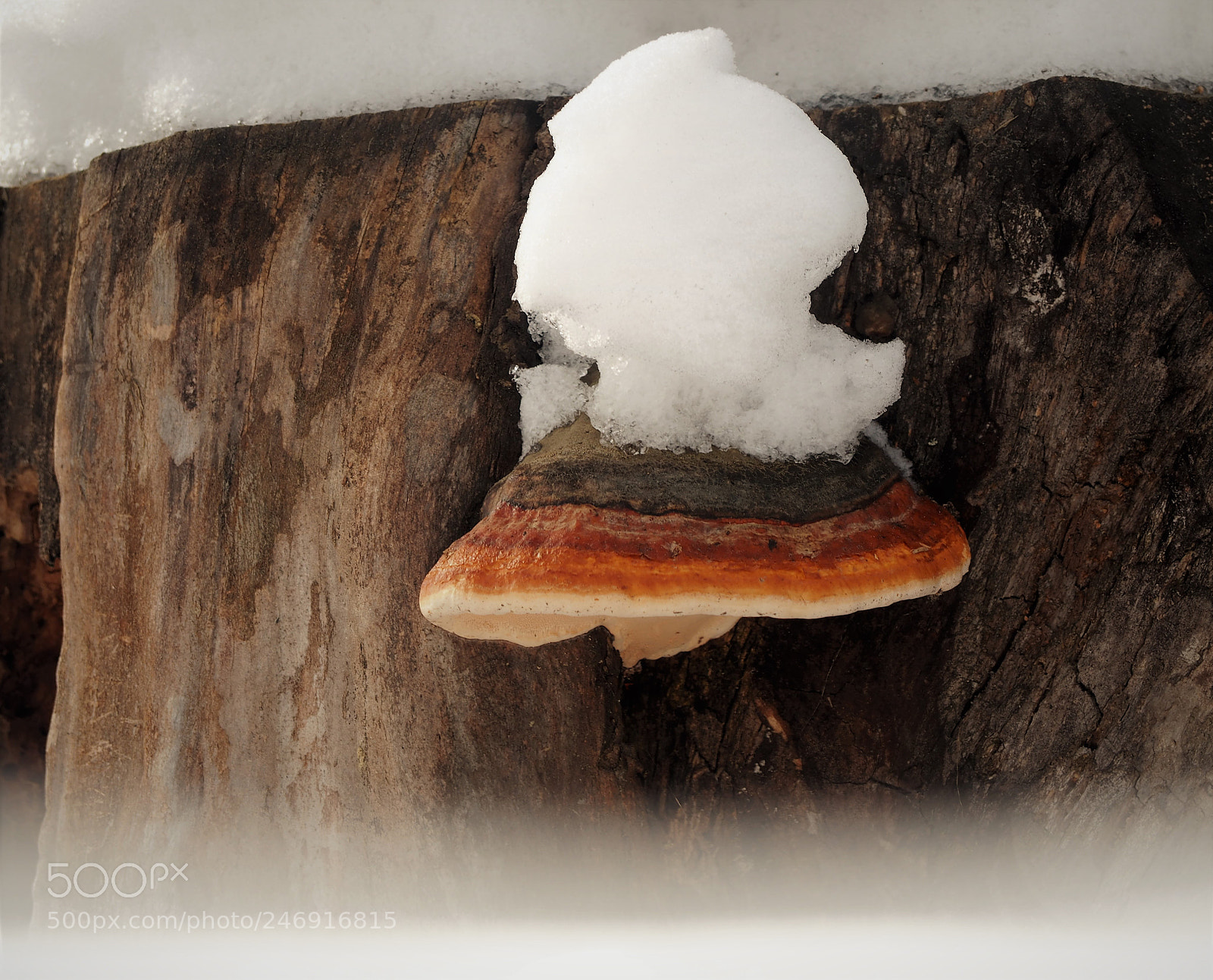 Olympus OM-D E-M10 sample photo. Fomitopsis pinicola photography