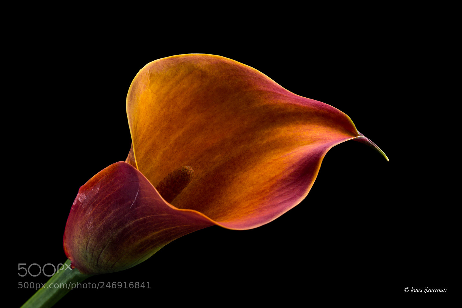 Sony SLT-A77 sample photo. Calla zantedeschia. photography