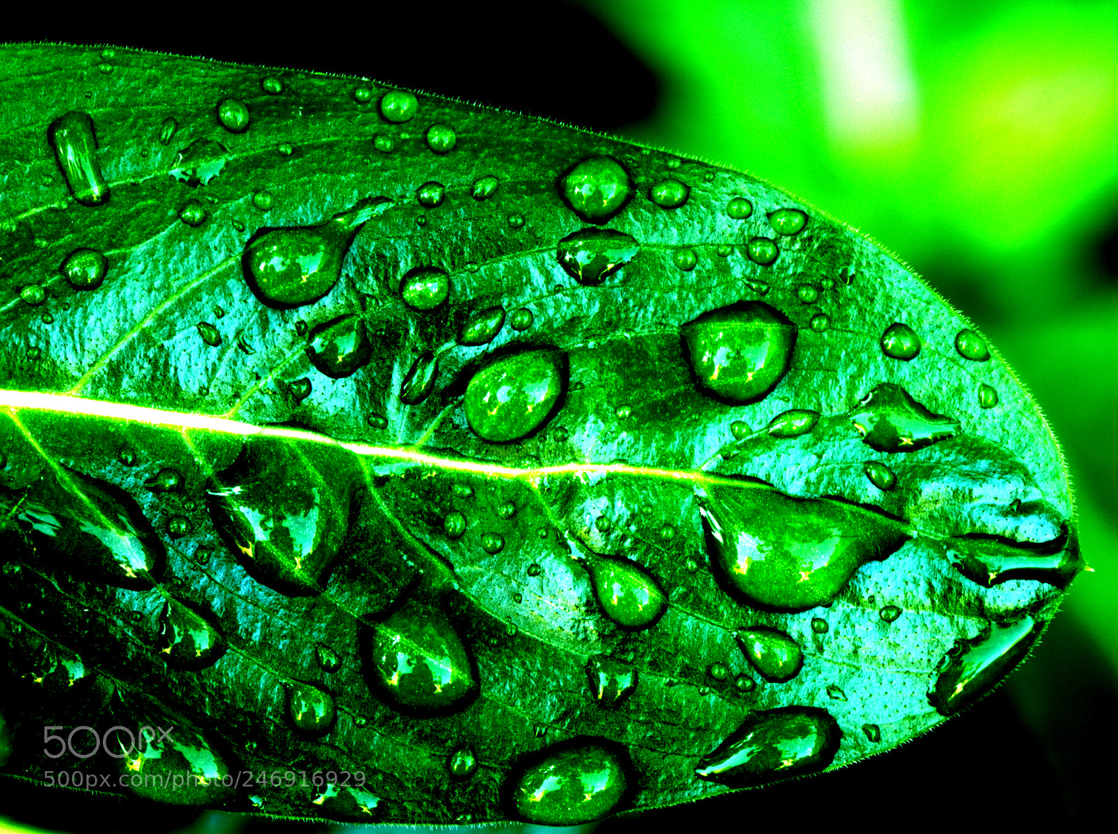 Canon EOS 5DS sample photo. Elmur photography