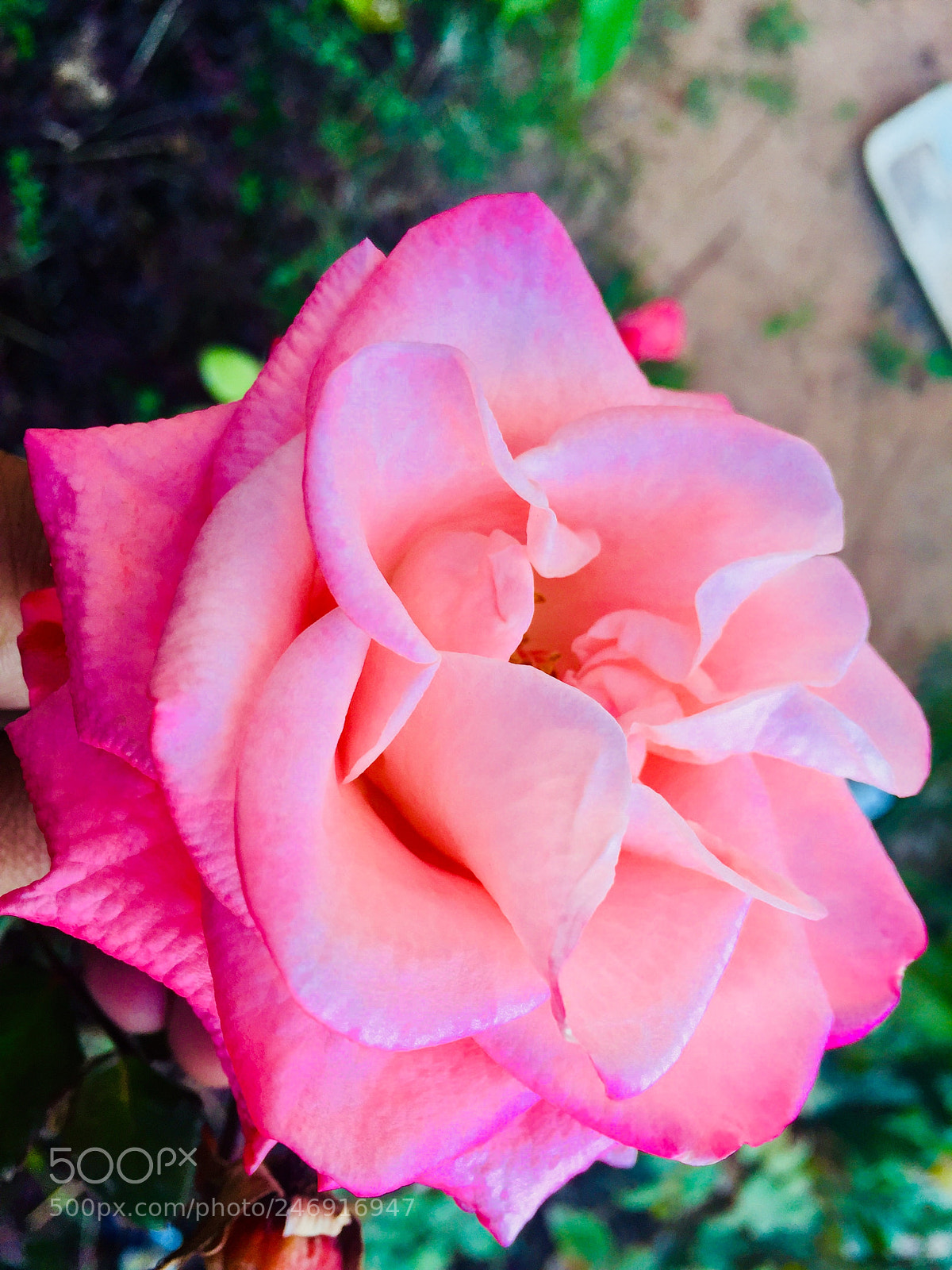 Apple iPhone 6 sample photo. Nature beauty of beautiful photography