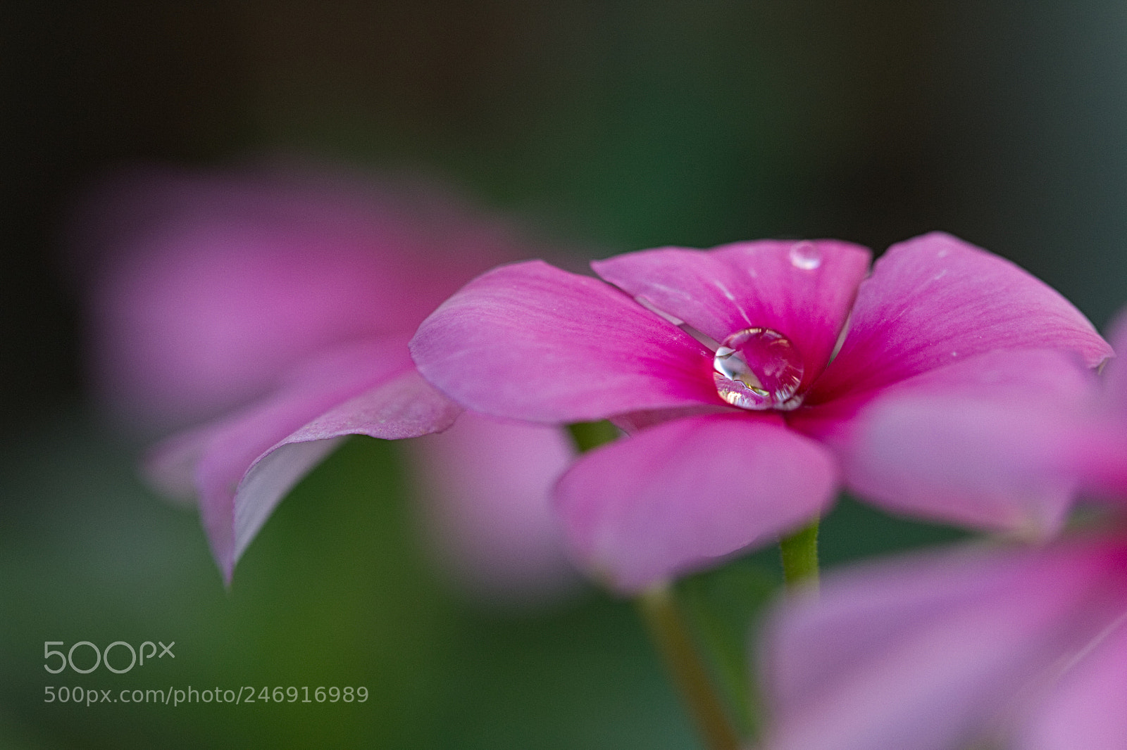 Canon EOS 7D sample photo. Elmur photography