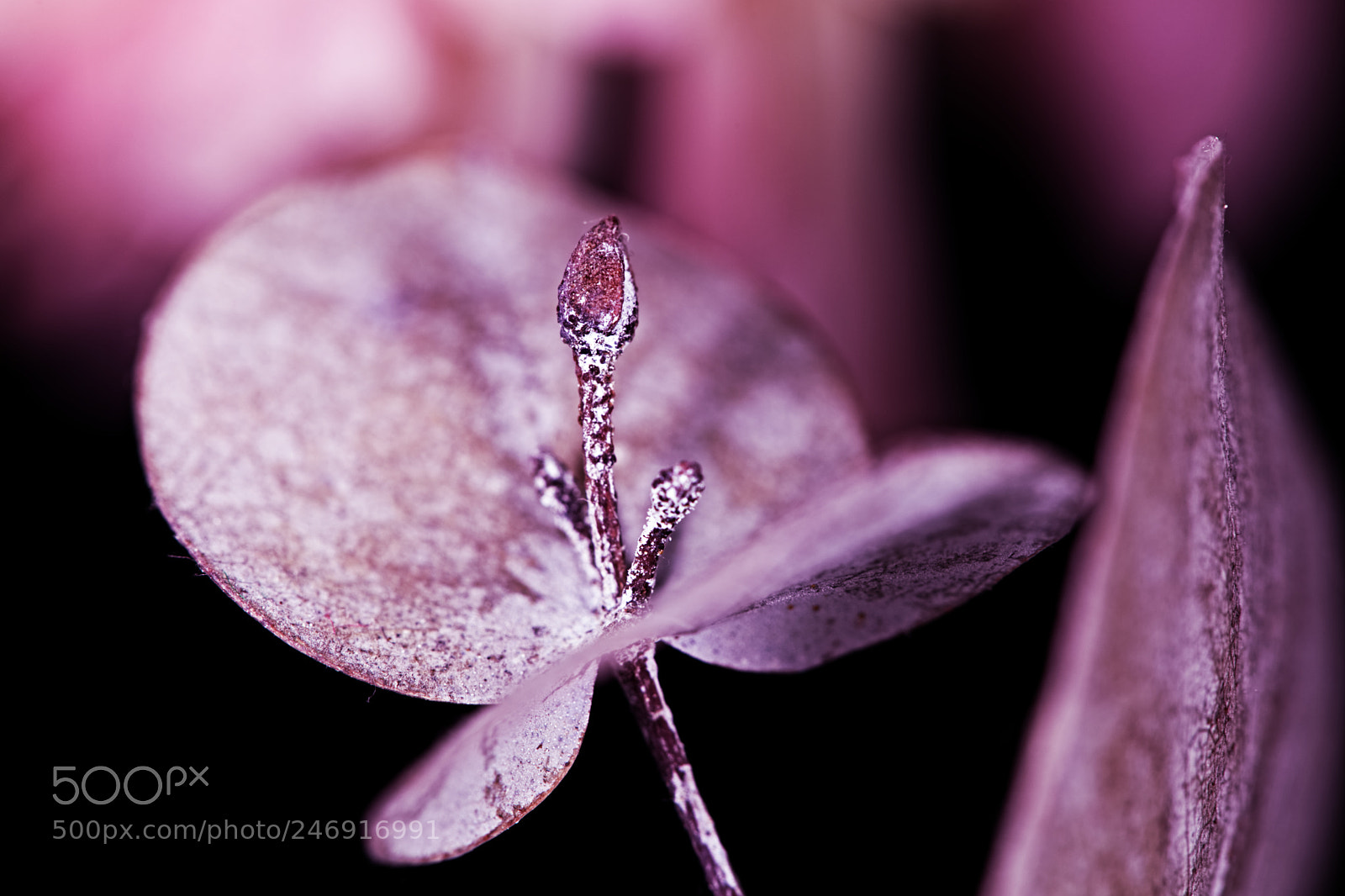 Canon EOS 5DS sample photo. Elmur photography