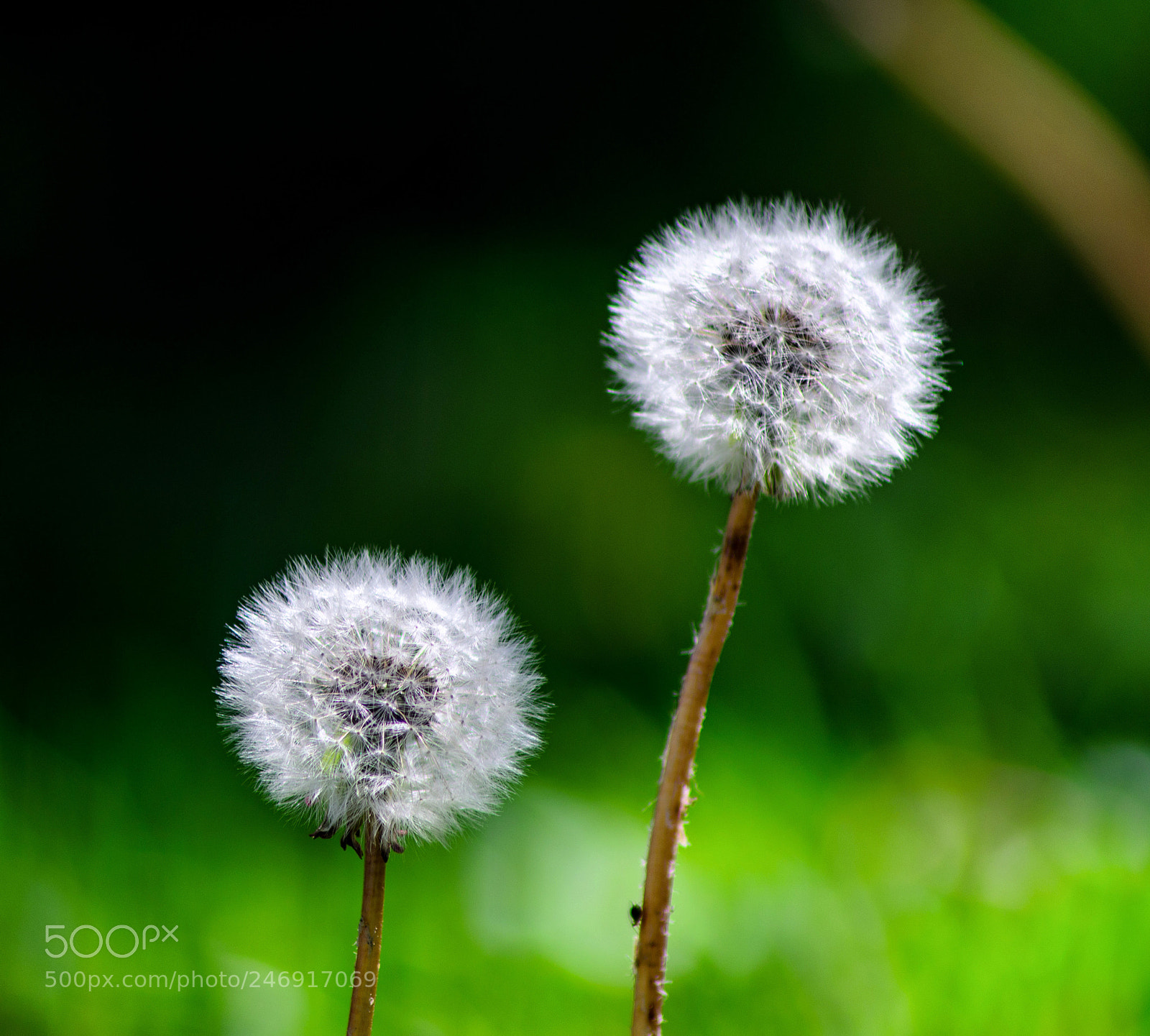Nikon D5100 sample photo. | dandelion | photography