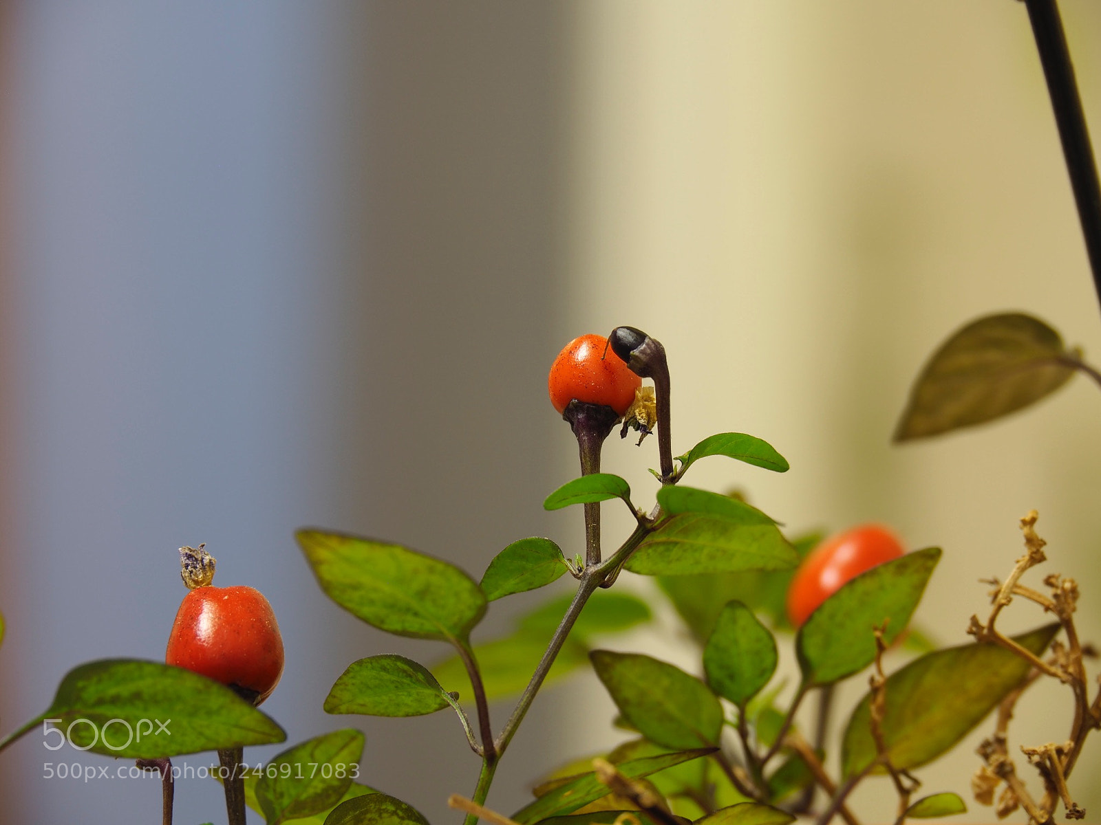 Olympus OM-D E-M5 II sample photo. Untitled photography