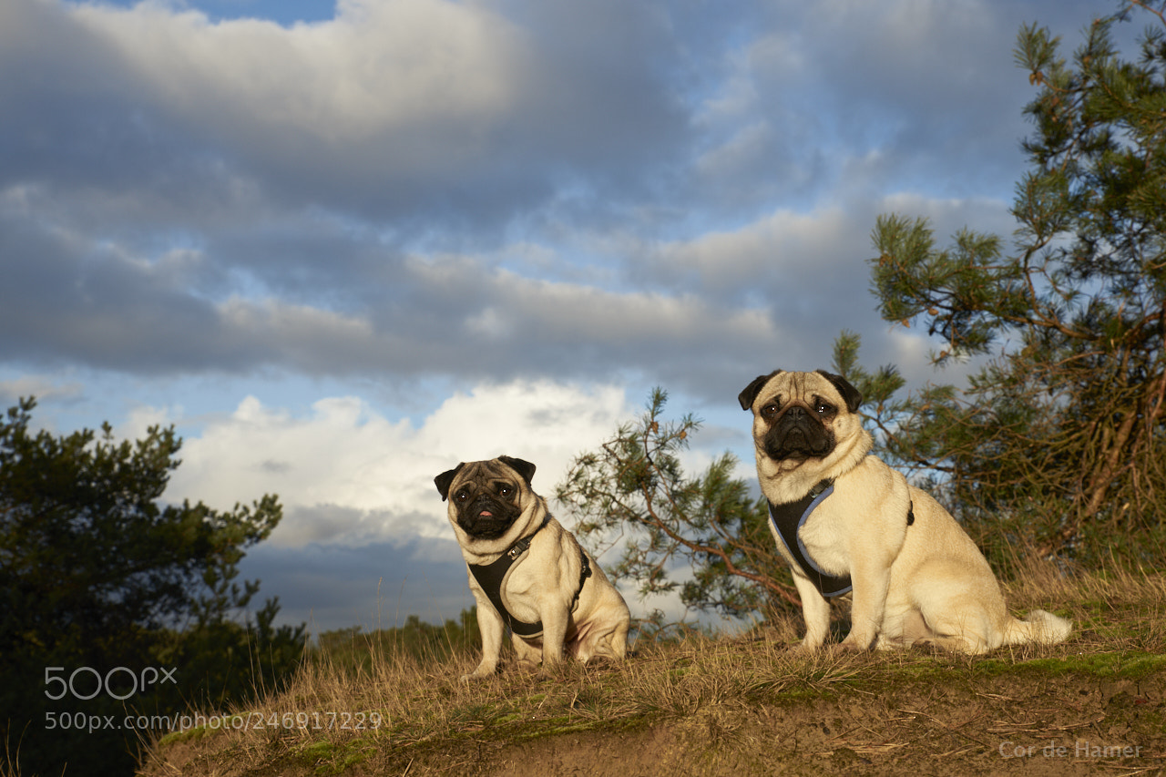 Sony SLT-A99V sample photo. Our pugs in golden photography
