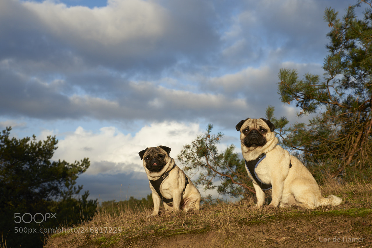 Sony a99 II sample photo. Our pugs in golden photography