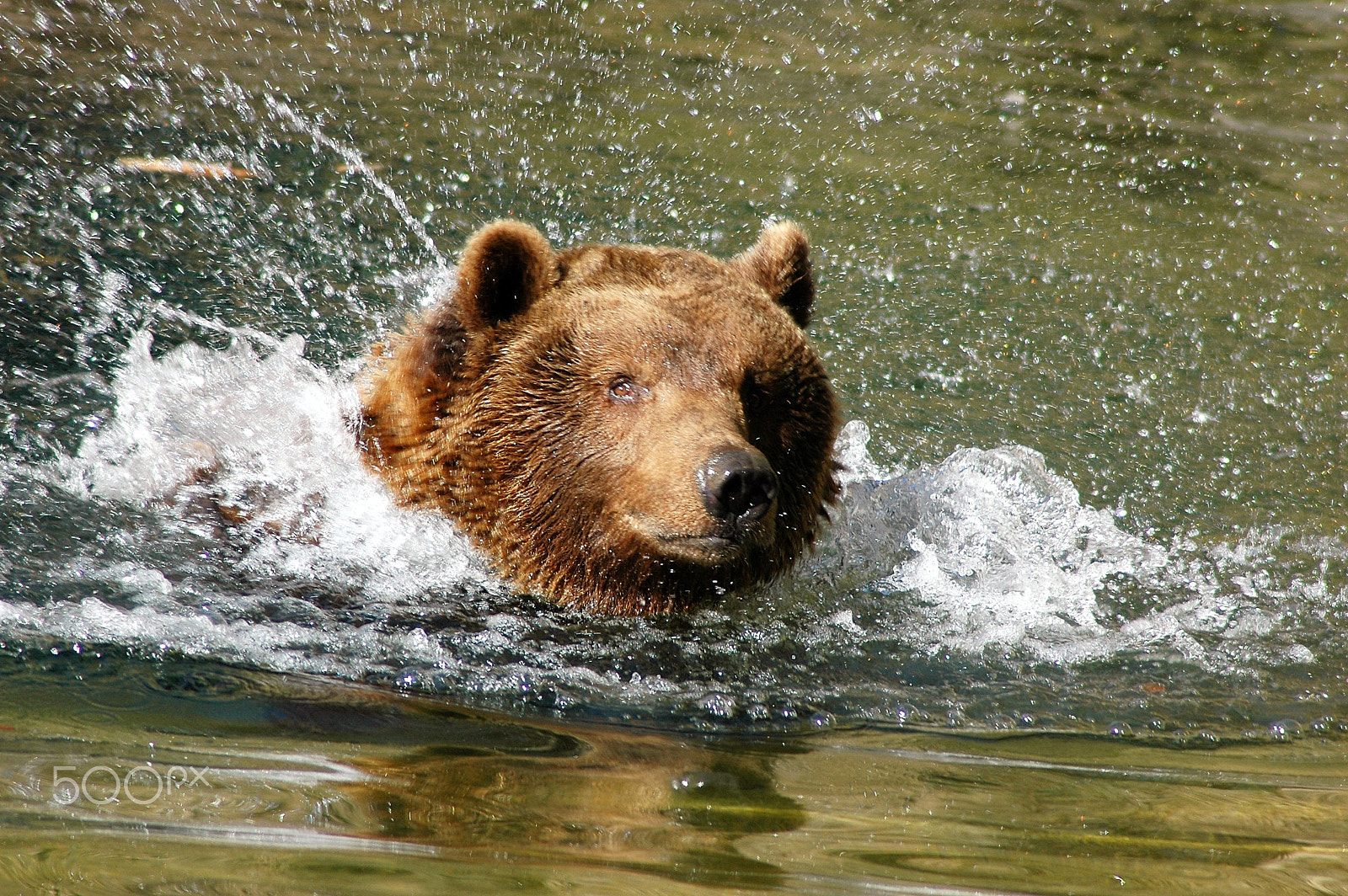 Nikon AF Nikkor 70-300mm F4-5.6G sample photo. Bear photography