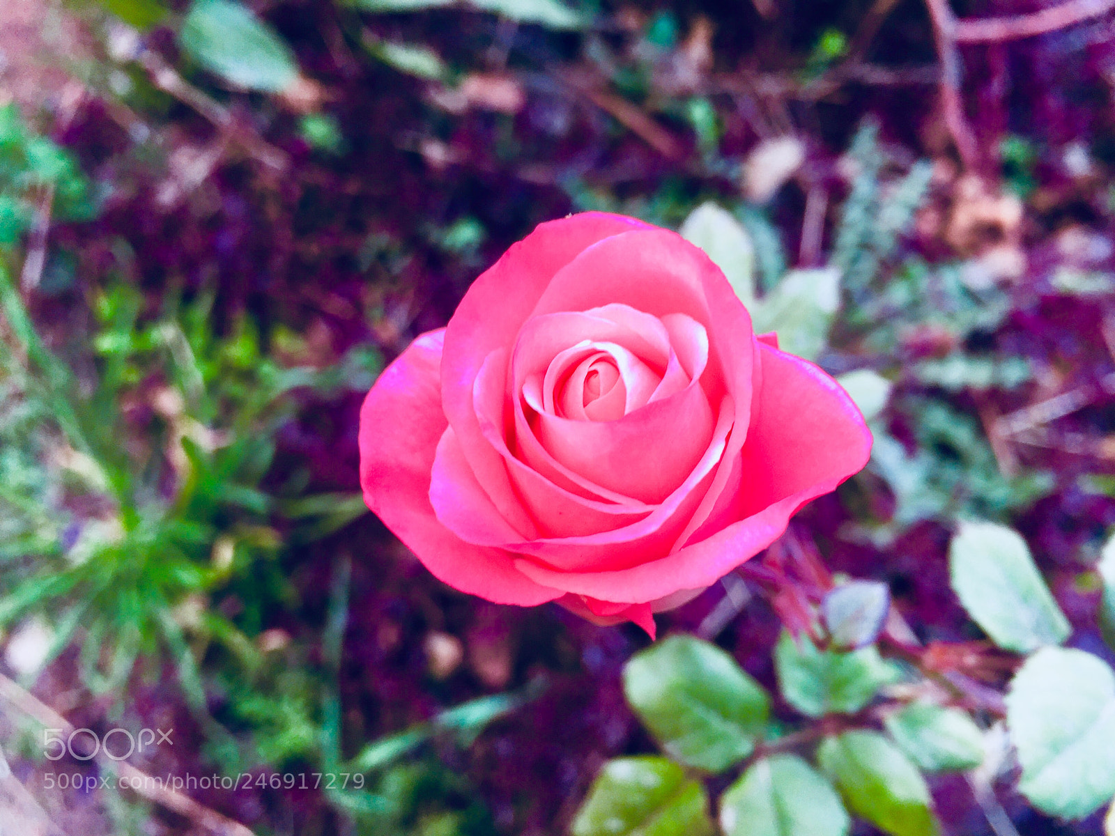 Apple iPhone 6 sample photo. Nature beauty of beautiful photography