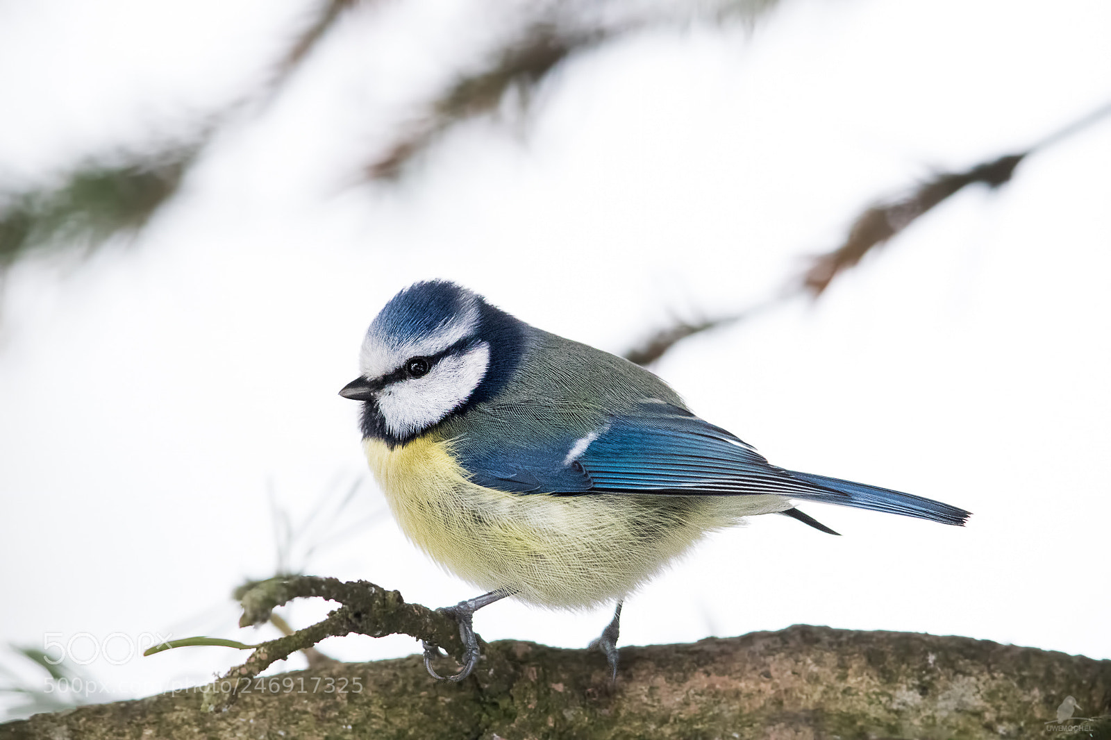 Canon EOS-1D X Mark II sample photo. Blaumeise (cyanistes caeruleus) photography