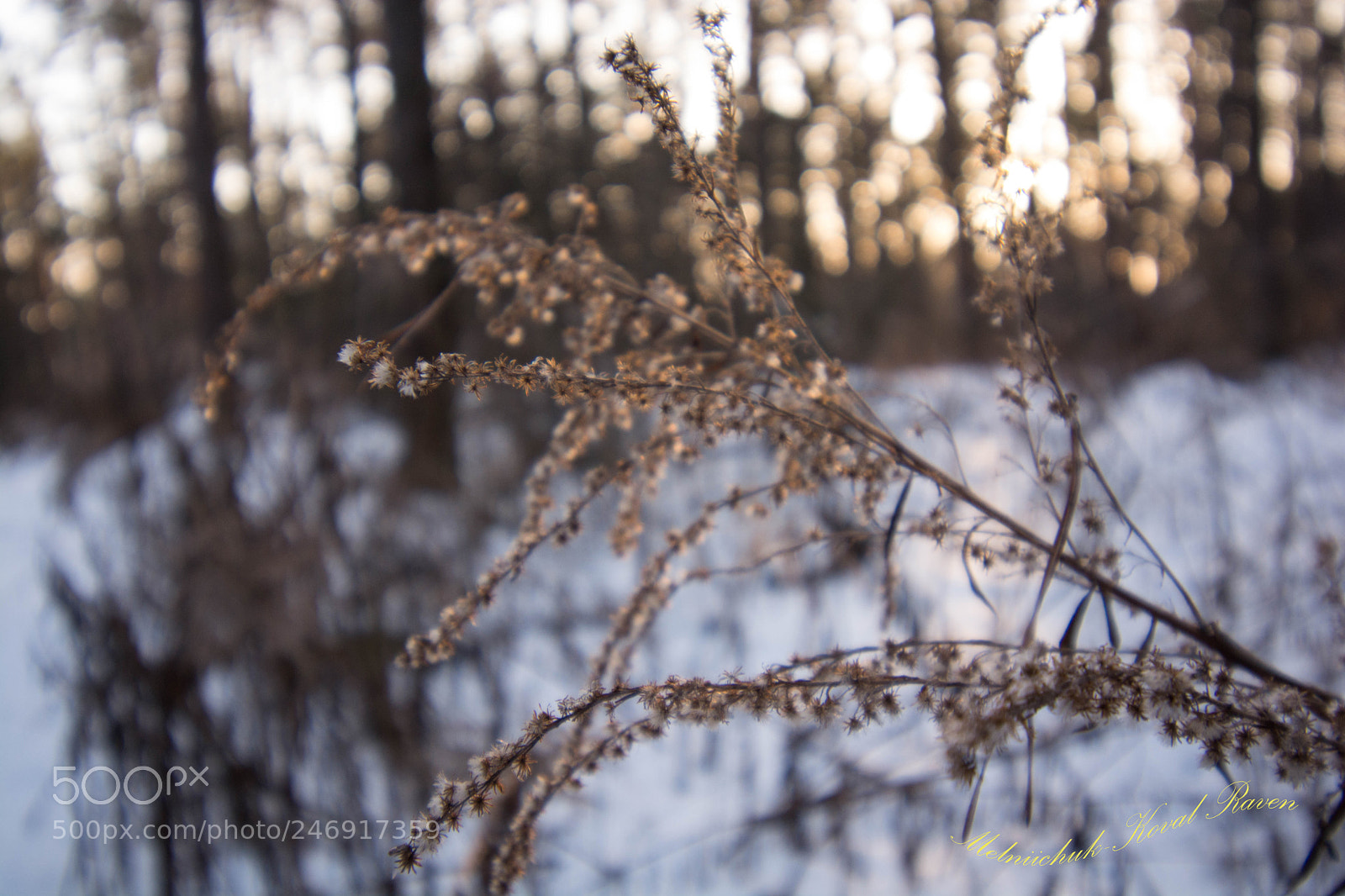 Nikon D5200 sample photo. Winter bush in the photography