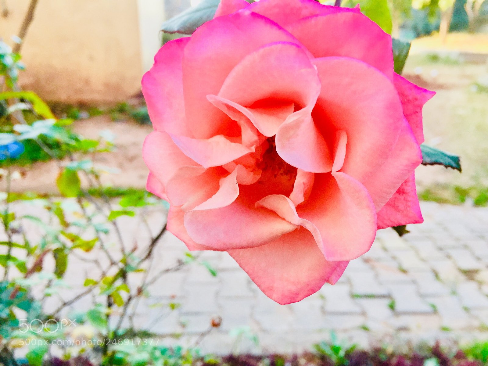 Apple iPhone 6 sample photo. Nature beauty of beautiful photography