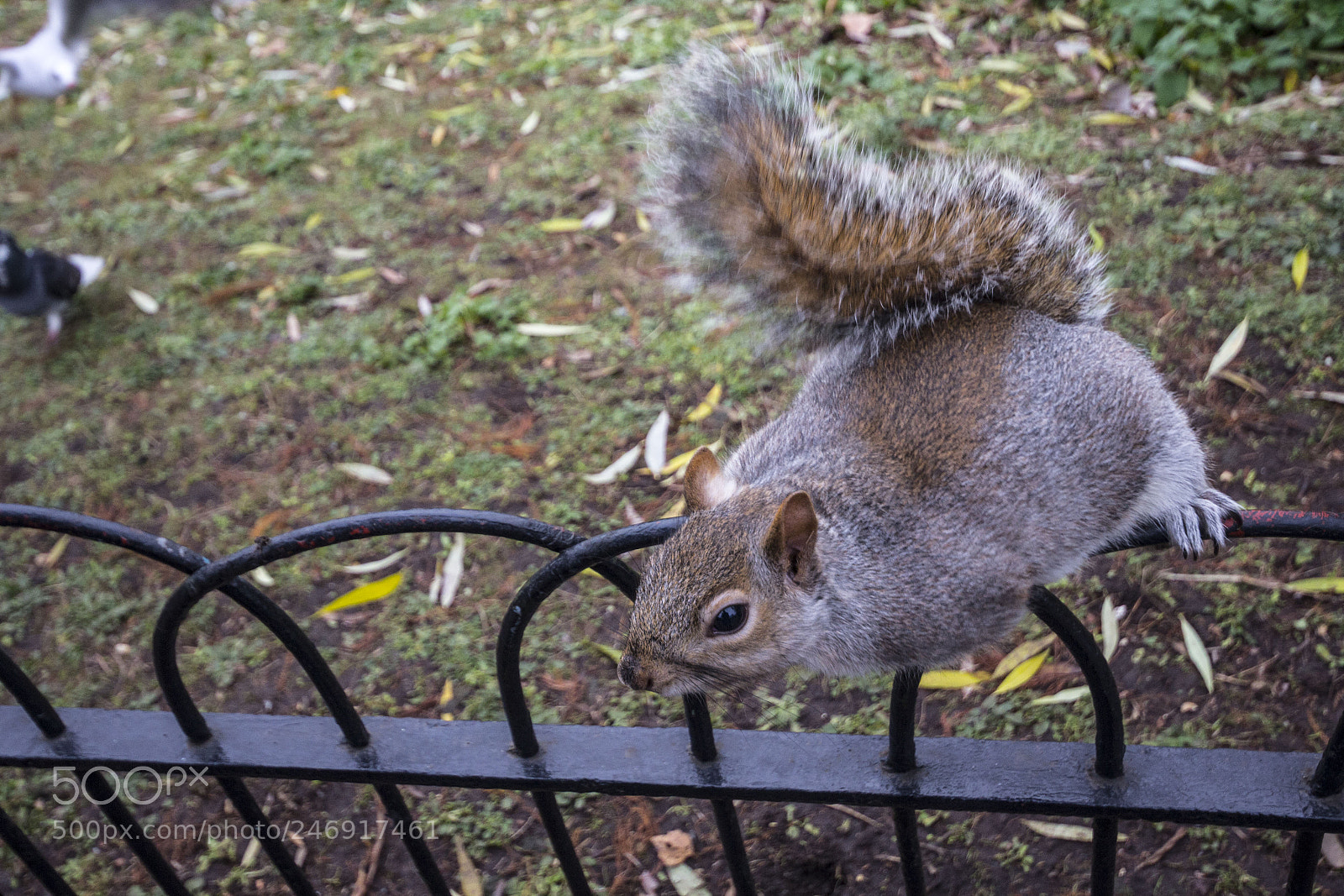 Canon EOS 60D sample photo. Squirrel photography