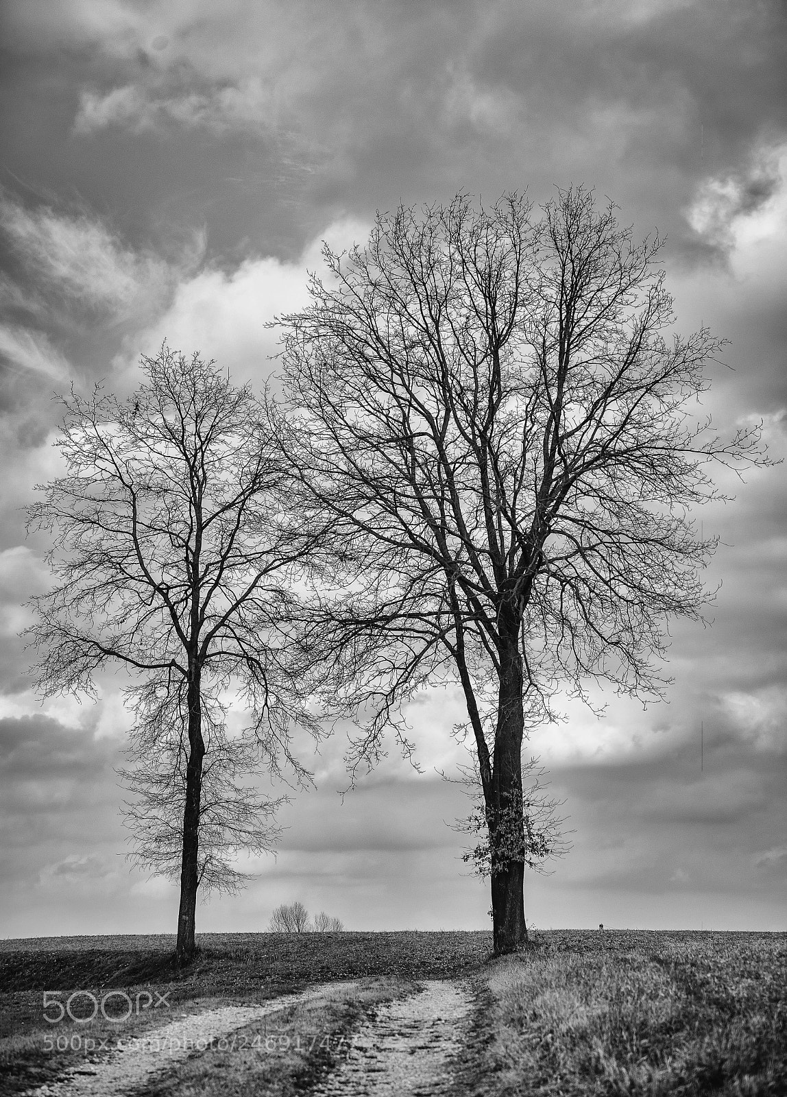 Nikon D610 sample photo. Trees in winter photography