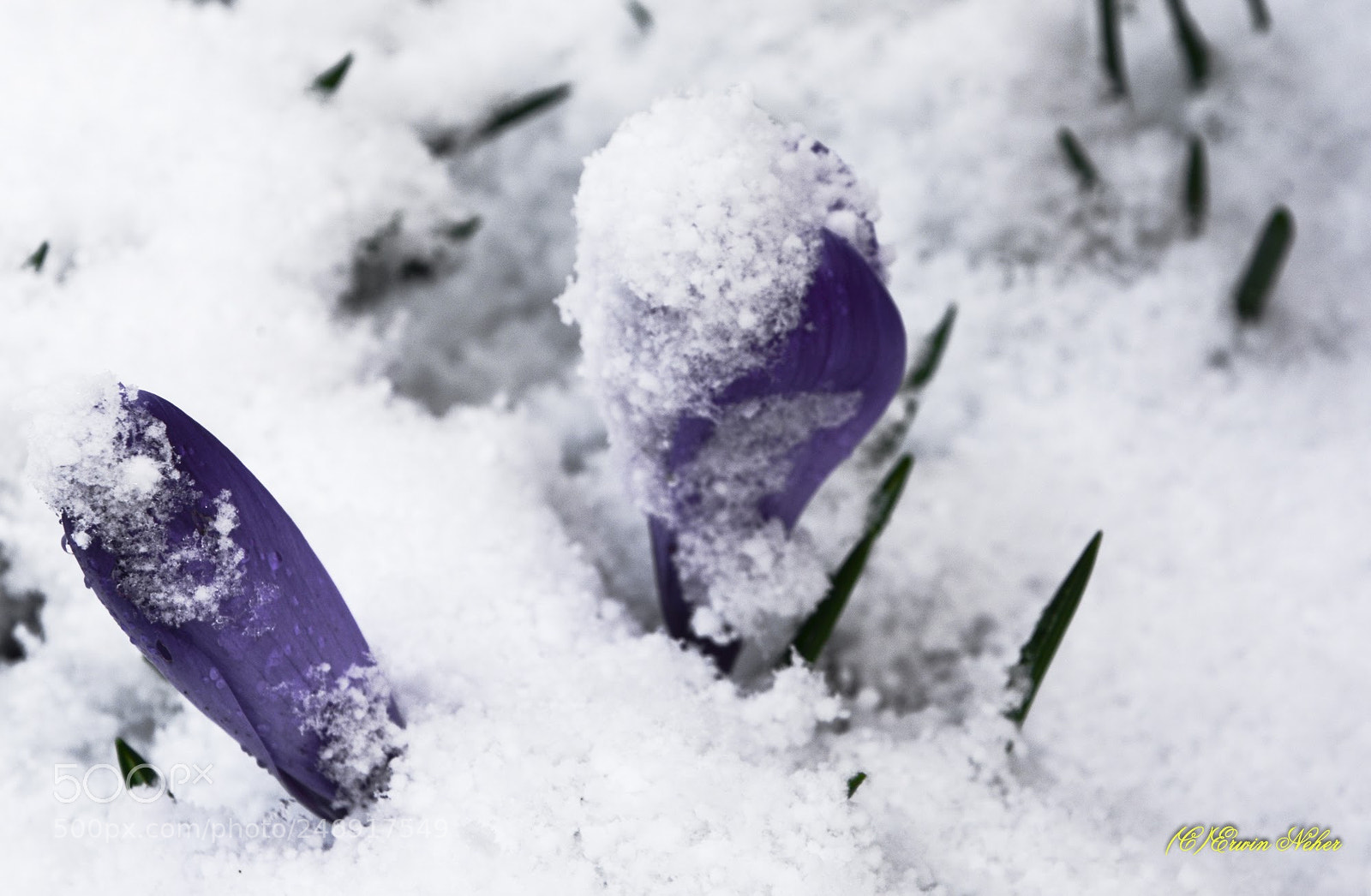 Nikon D7100 sample photo. Winter... photography