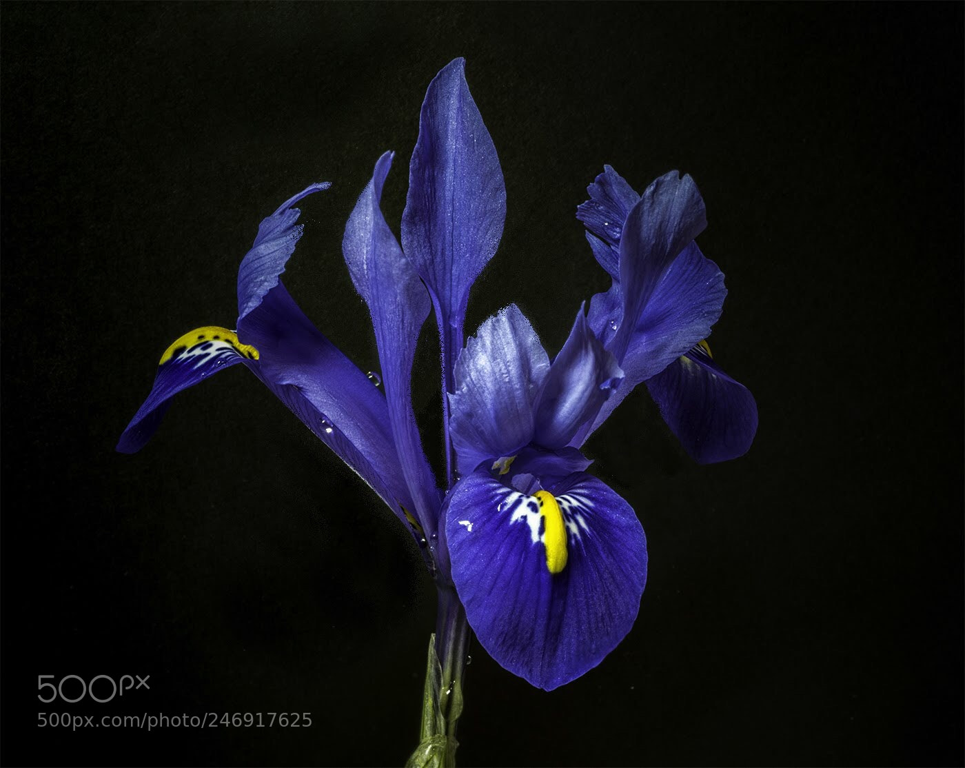 Olympus OM-D E-M5 II sample photo. Dutch iris photography