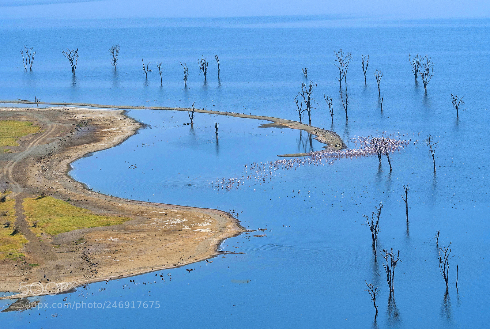 Nikon D500 sample photo. Lake nakuru with flamingos photography