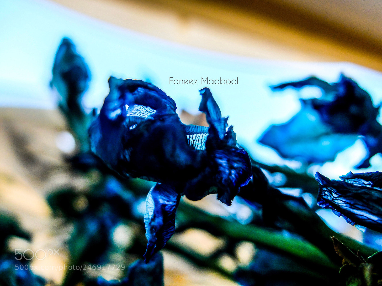 Fujifilm X20 sample photo. Part 2 photography