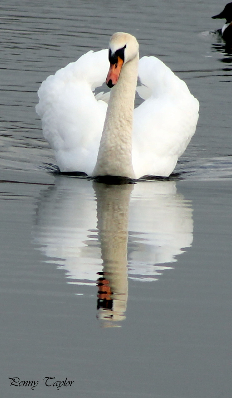 EF75-300mm f/4-5.6 sample photo. Beauty photography