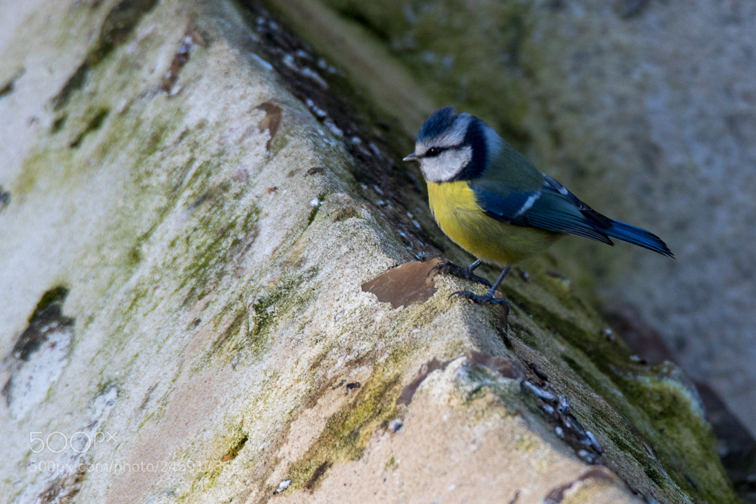 Canon EOS 7D Mark II sample photo. Blue tit photography