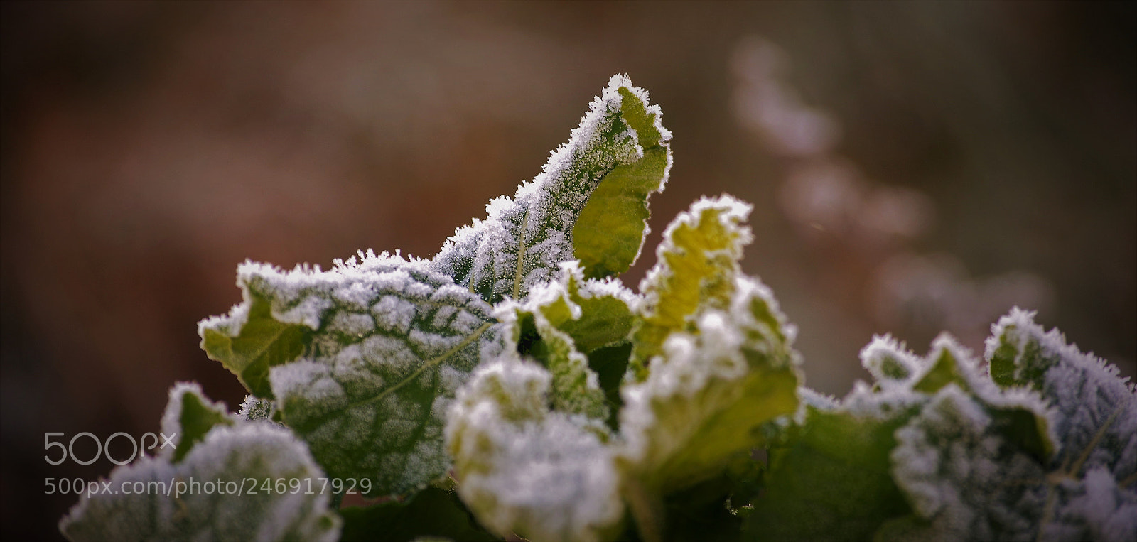 Nikon D5100 sample photo. Green moutains photography