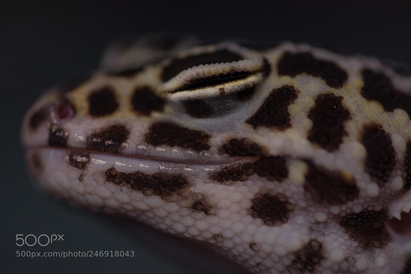 Nikon D7100 sample photo. Sai - macro photography