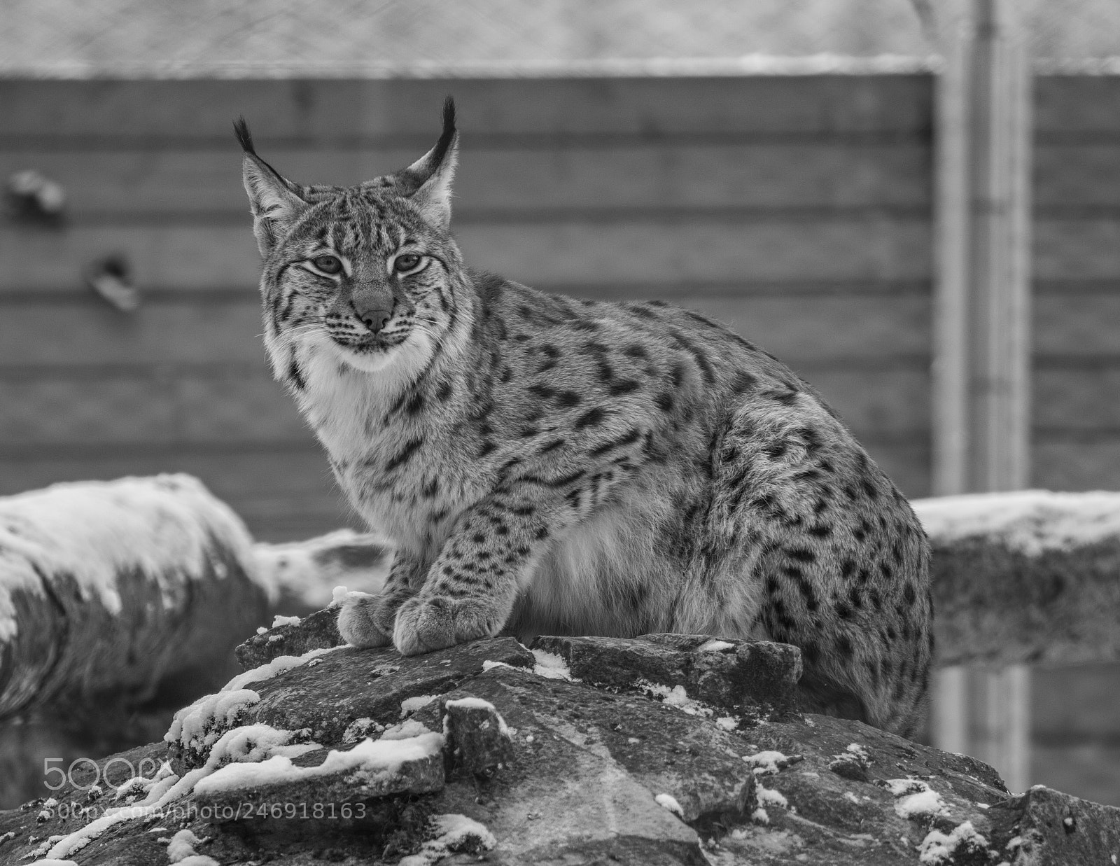 Nikon D7200 sample photo. Winter lynx photography