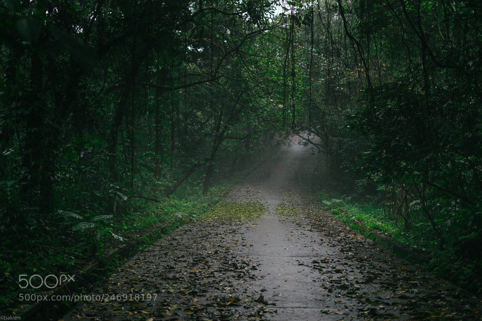 Sony a7 sample photo. Into the woods photography