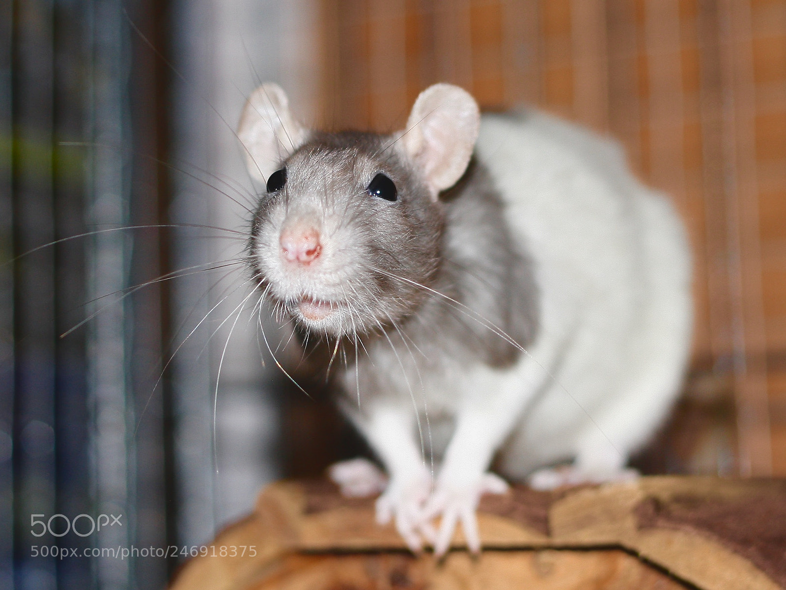 Canon EOS 400D (EOS Digital Rebel XTi / EOS Kiss Digital X) sample photo. Lost rat... photography