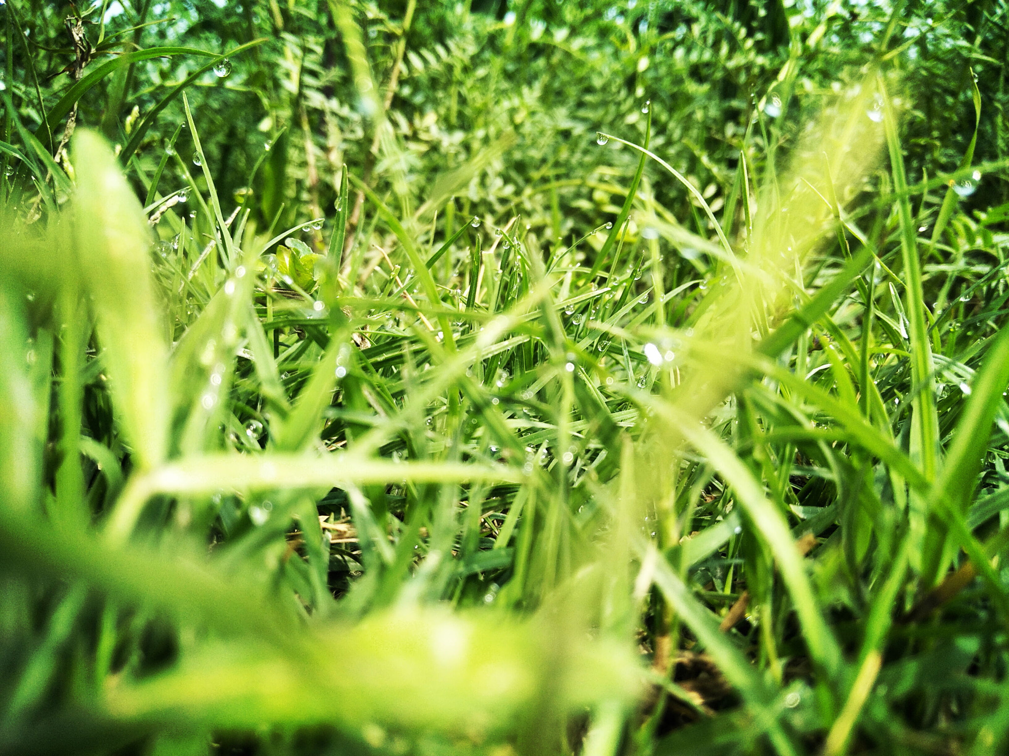 OPPO CPH1701 sample photo