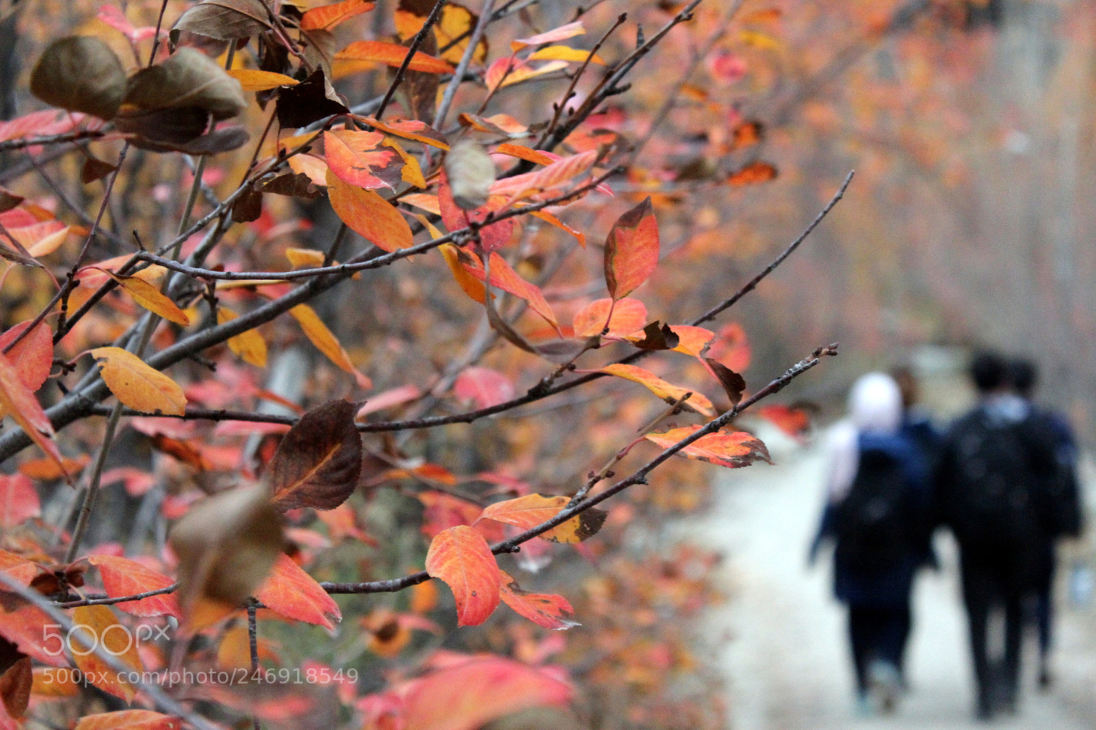 Canon EOS 600D (Rebel EOS T3i / EOS Kiss X5) sample photo. Fall leaves photography