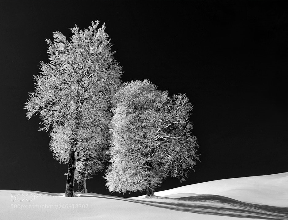 Canon EOS 40D sample photo. From "the tree collection" photography