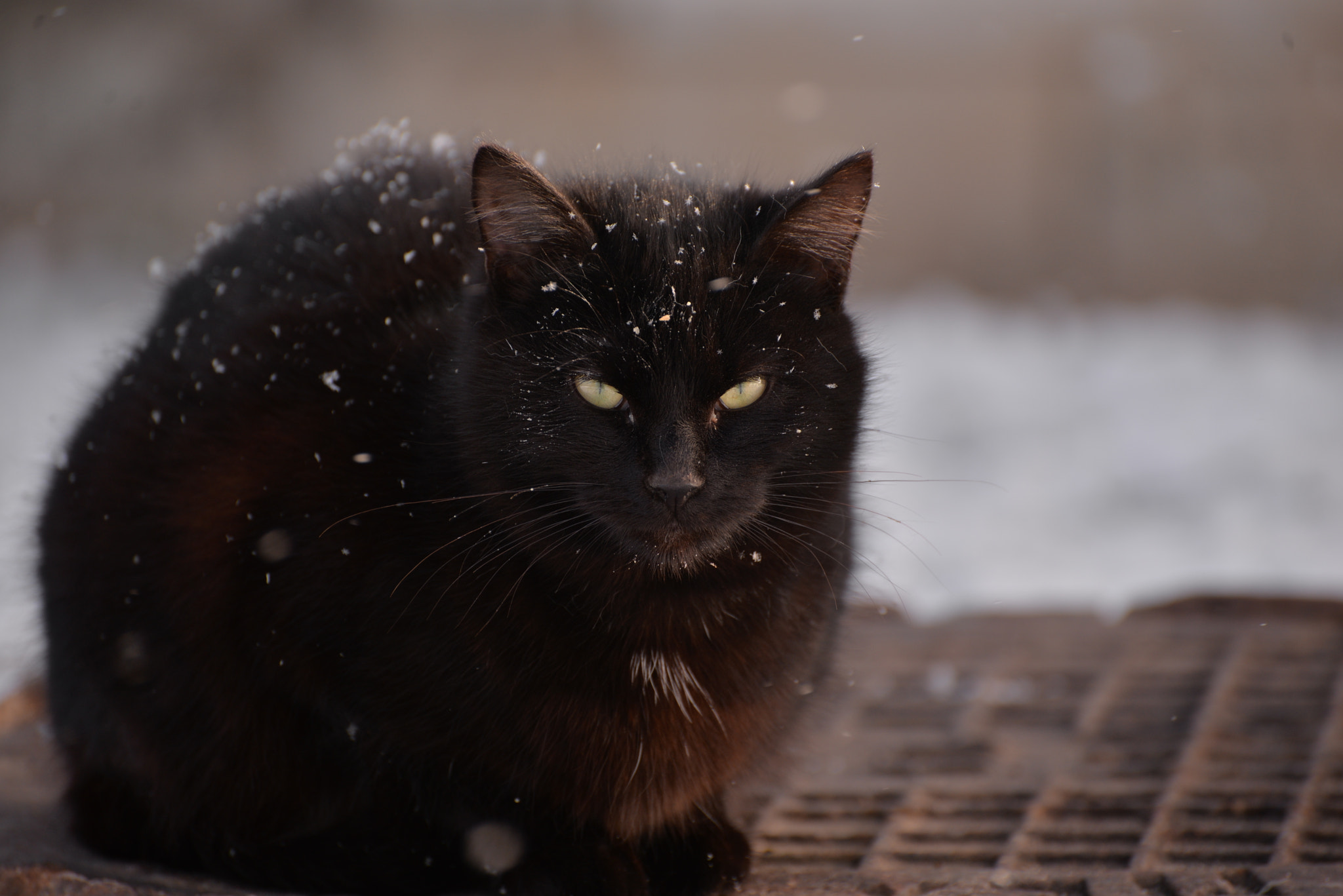 Nikon D610 sample photo