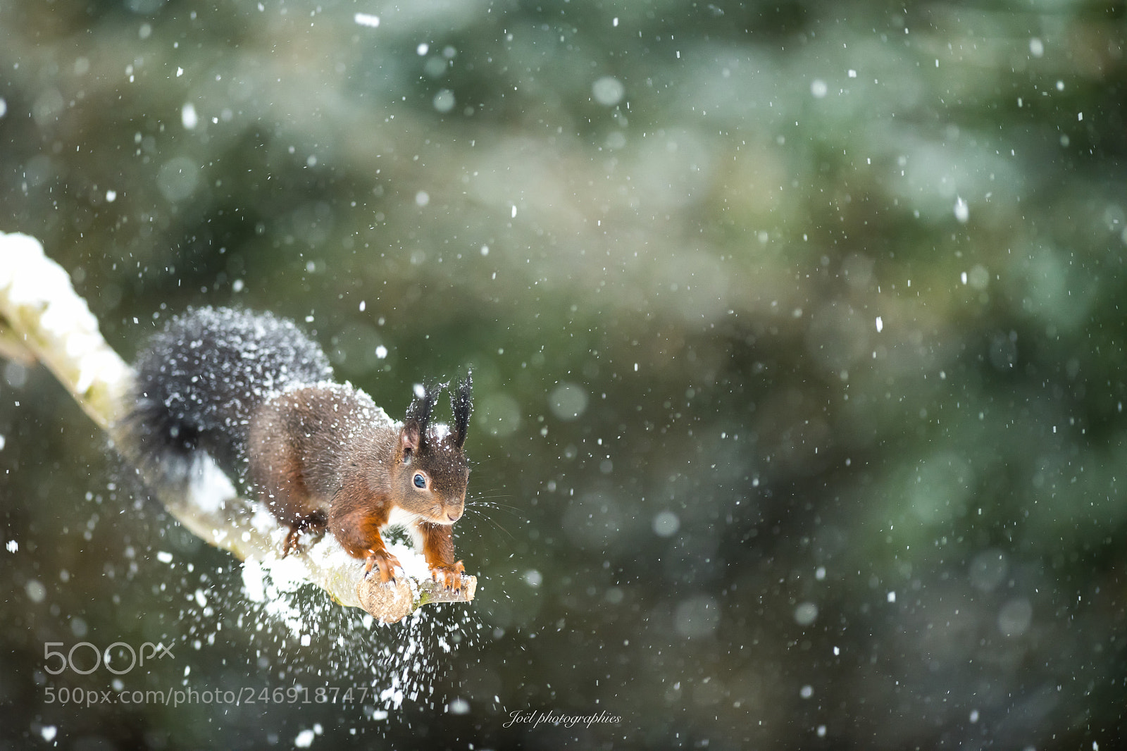 Nikon D810 sample photo. Snow squirrel photography