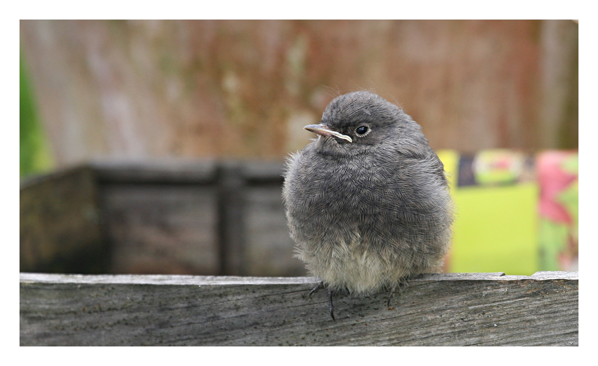 Canon EF 100-400mm F4.5-5.6L IS USM sample photo. Tweety photography