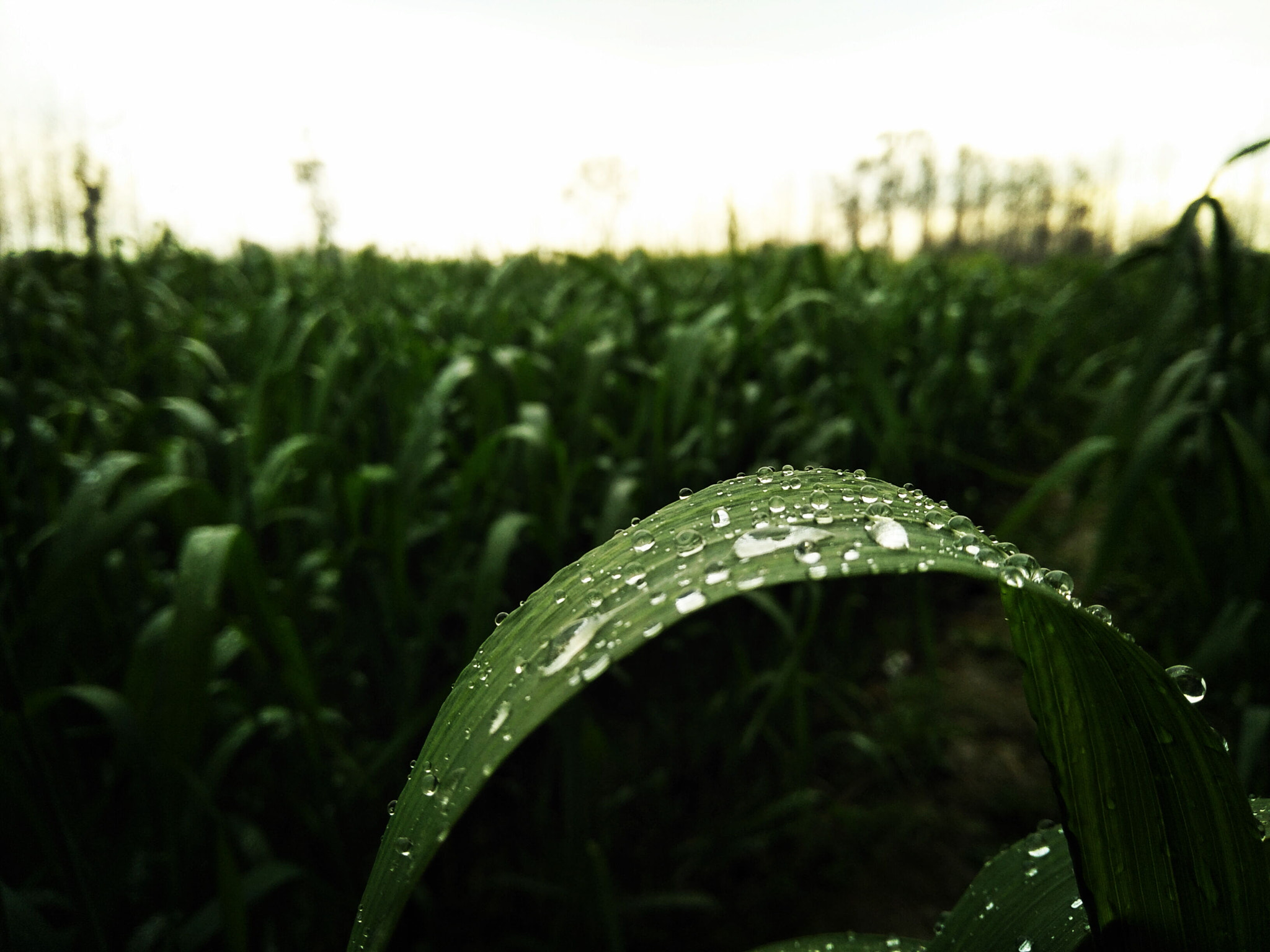 OPPO CPH1701 sample photo