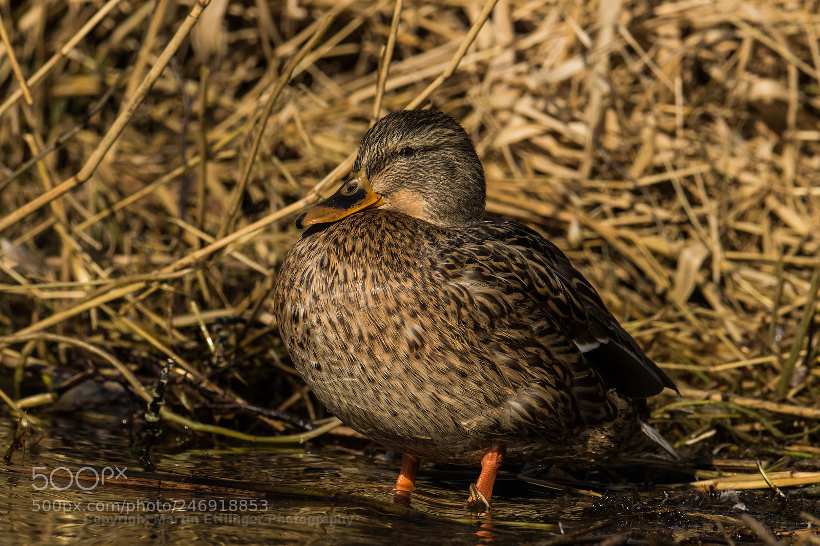 Canon EOS 7D Mark II sample photo. Mallard anas platyrhynchos female photography