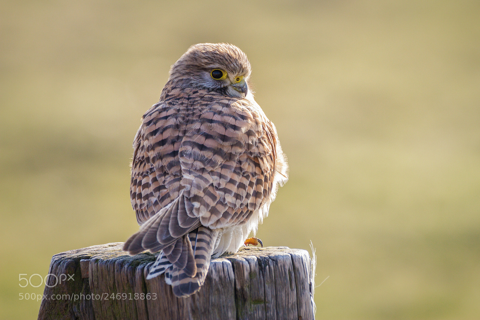 Canon EOS 7D sample photo. • common kestrel • photography