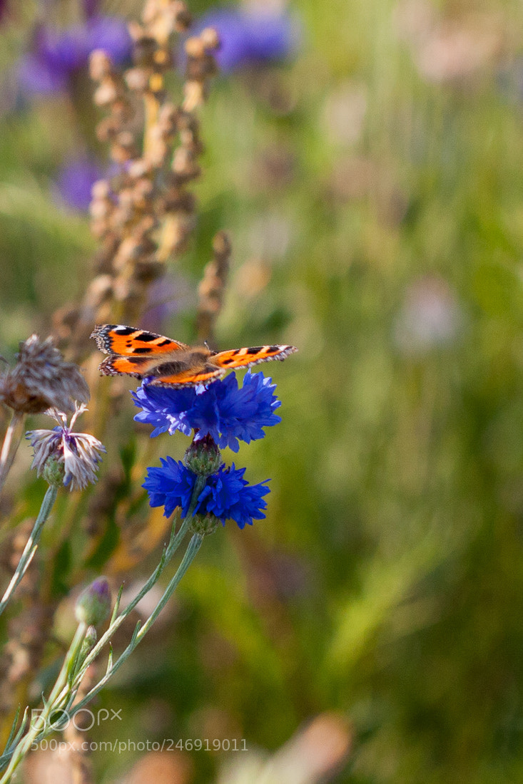 Canon EOS 40D sample photo. Butterfly on blue flower photography