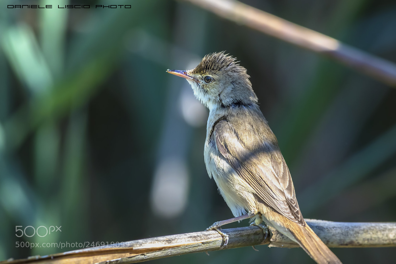 Canon EOS 7D Mark II sample photo. Acrocephalus arundinaceus photography