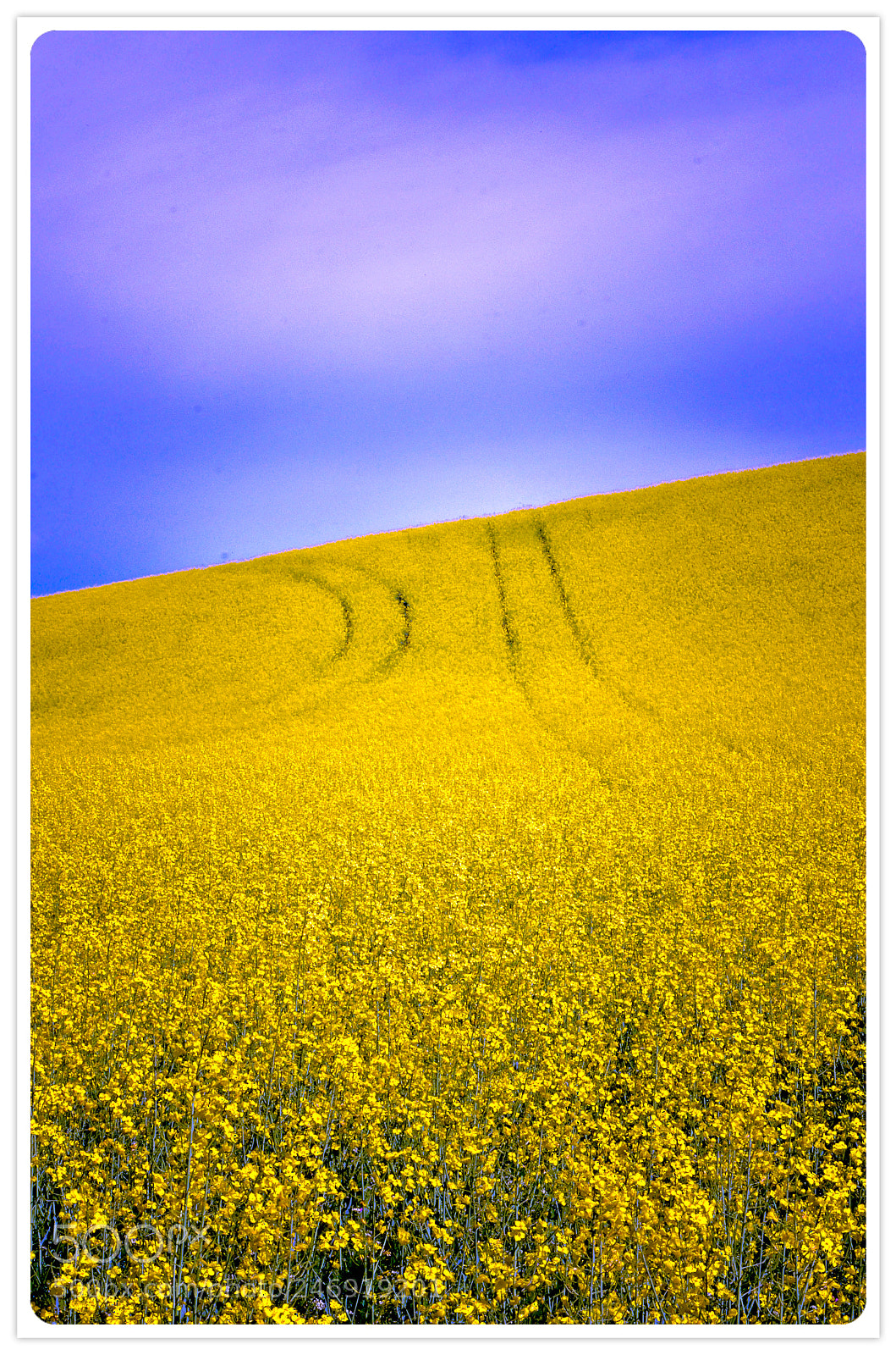 Nikon D7000 sample photo. Rapeseed (hdr) photography