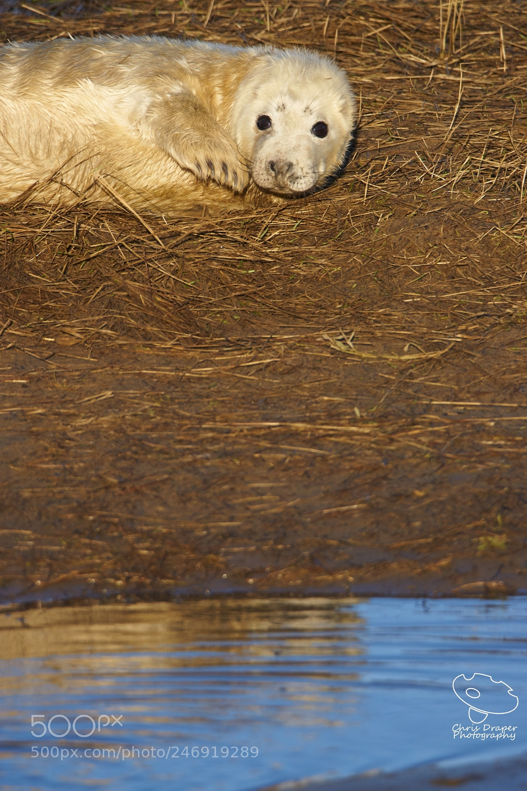 Sony ILCA-77M2 sample photo. Grey seal pup photography