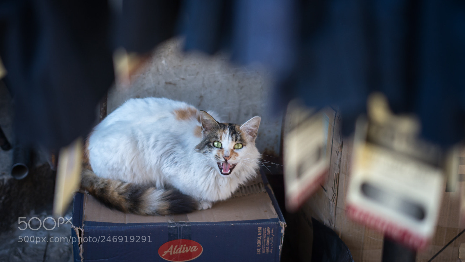 Nikon D7200 sample photo. The beast of jerusalem photography