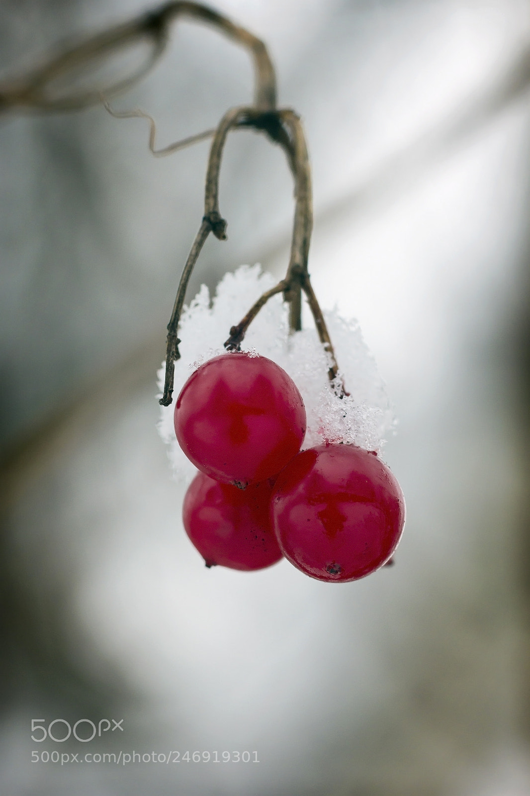 Canon EOS 60D sample photo. Red viburnum on a photography