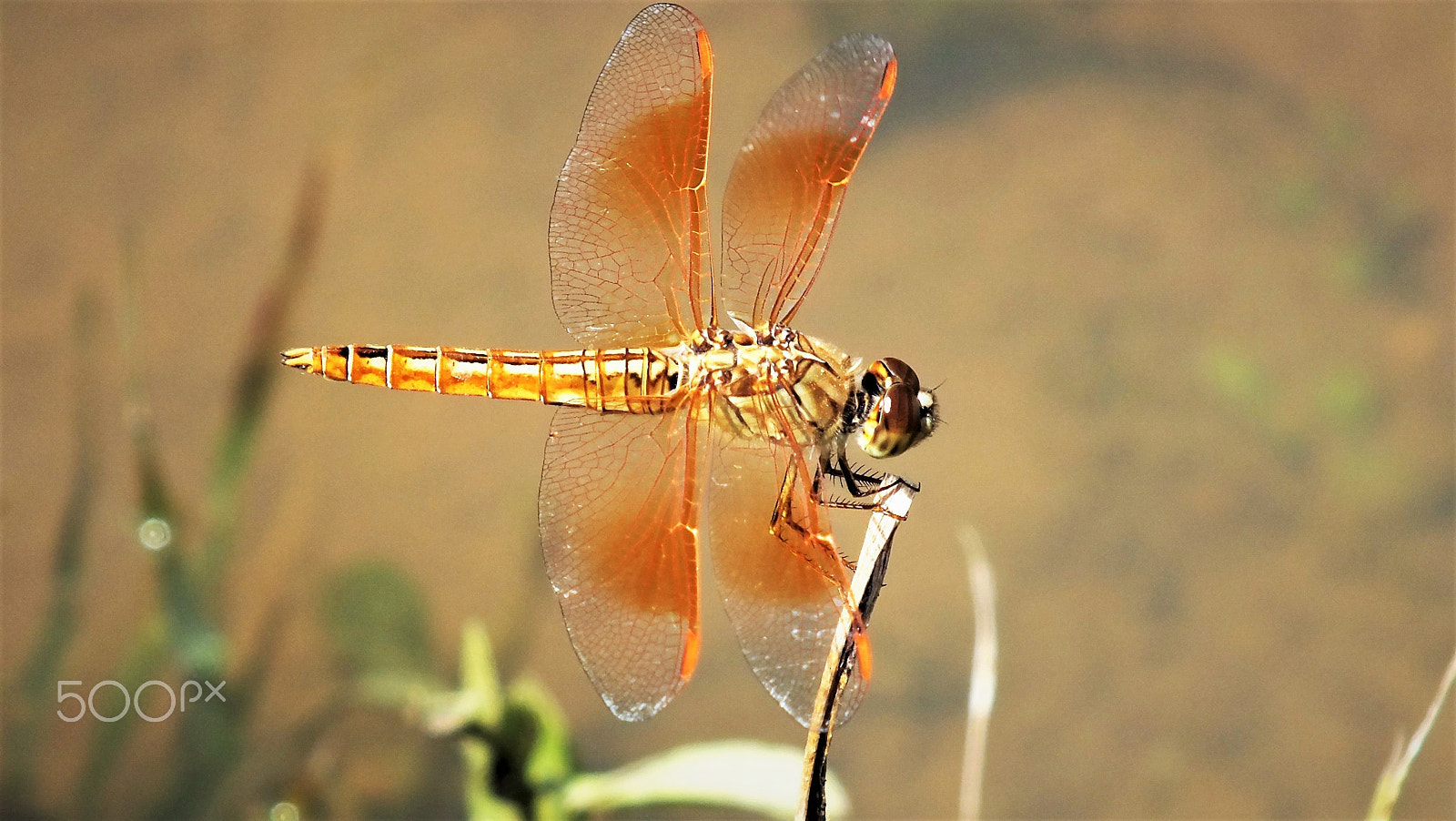 Fujifilm FinePix HS28EXR sample photo. Dragonfly photography