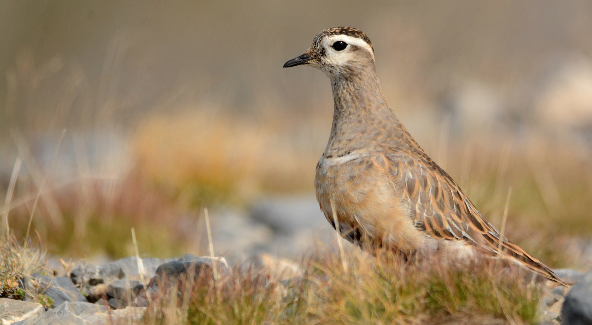 Sigma 150-500mm F5-6.3 DG OS HSM sample photo. Eurasian dotterel photography