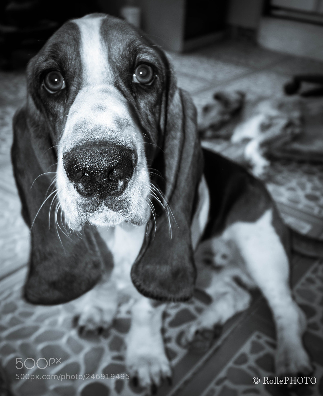 Sony Cyber-shot DSC-RX100 sample photo. Basset bw photography