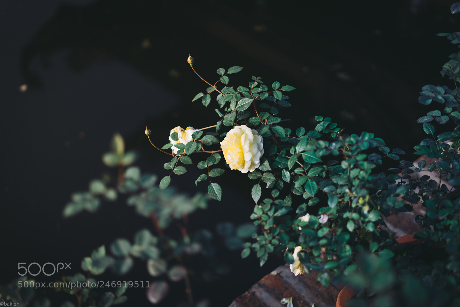 Sony a7 sample photo. Rose photography