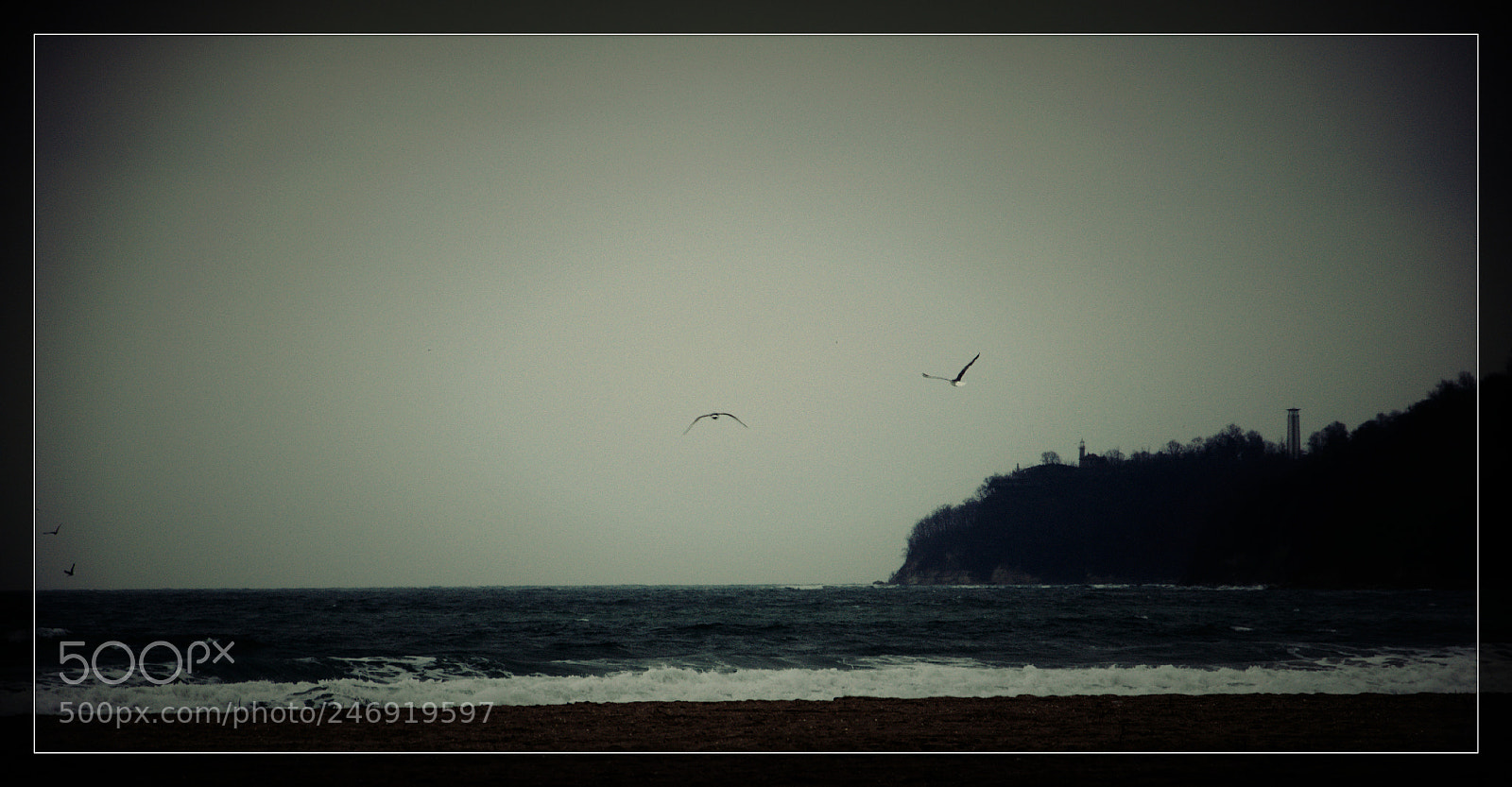 Nikon D90 sample photo. Winter birds over winter photography