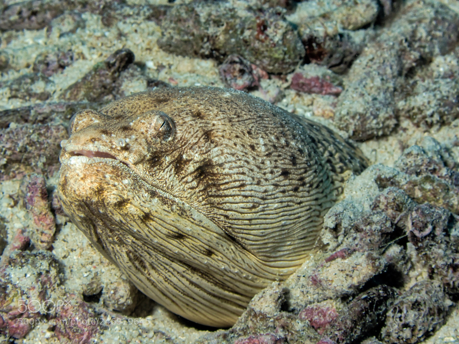 Sony Cyber-shot DSC-RX100 II sample photo. Spotted snake eel in photography