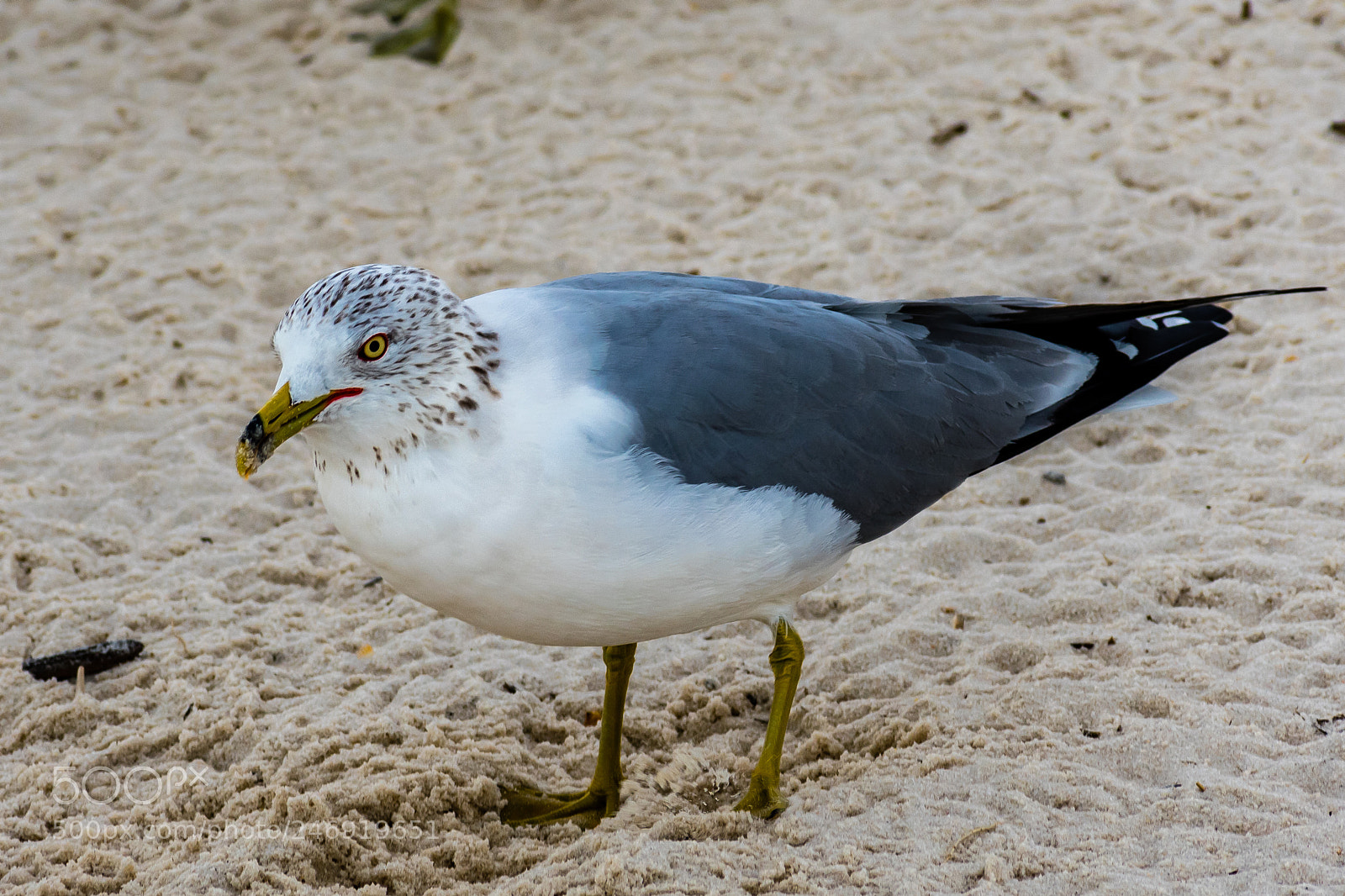 Nikon D3400 sample photo. Biloxi beach mississippi photography